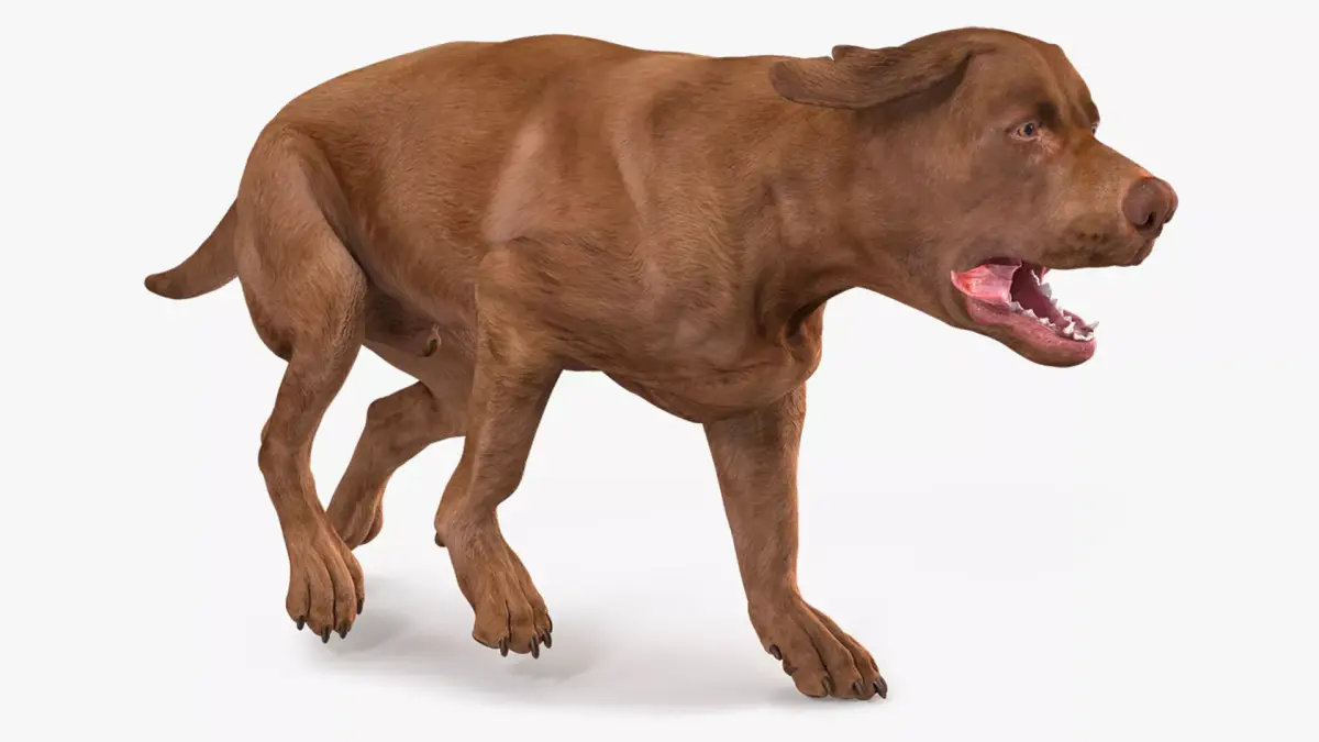 Running Brown Retriever Dog Animated Rigged for Maya 3D model