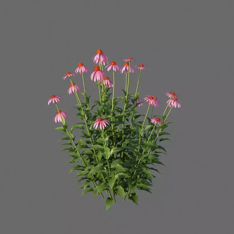 XfrogPlants Echinacea Purpurea  3D model