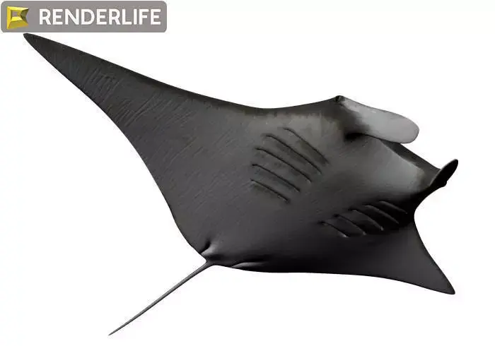 Manta Ray with animation 3D model