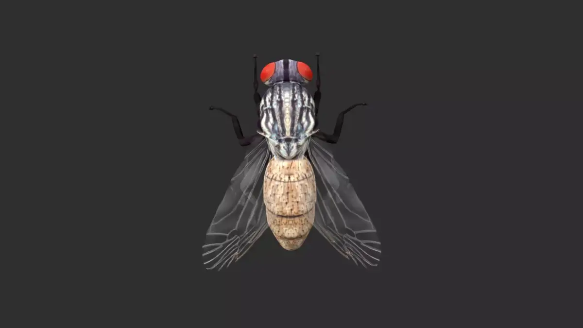 housefly fly Low-poly 3D model