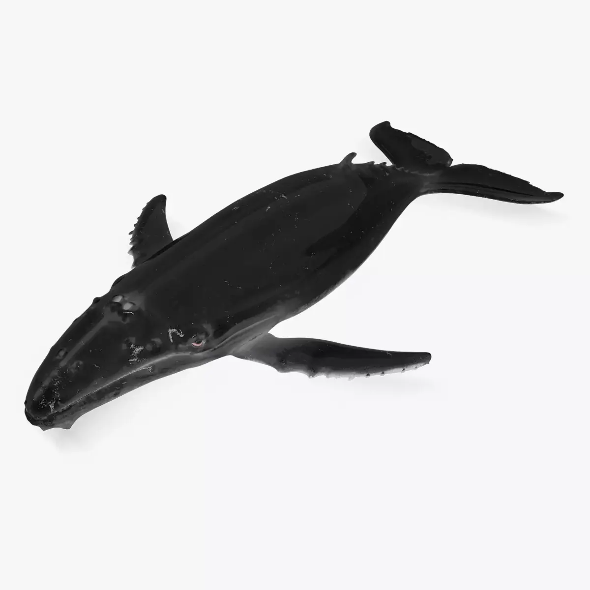 Whale humpback 3D model
