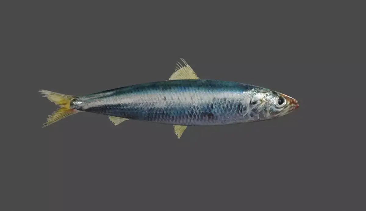 Fish - Sardine - Peixe Low-poly 3D model