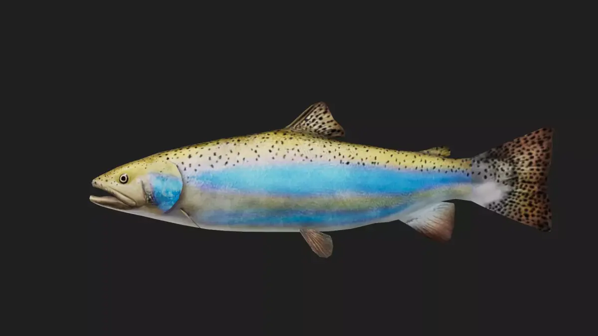 Trout Low-poly 3D model get