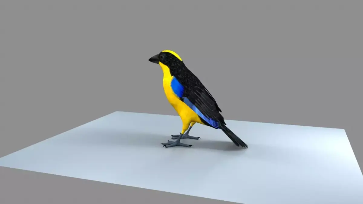 Blue winged mountain tanager close wings 3D model