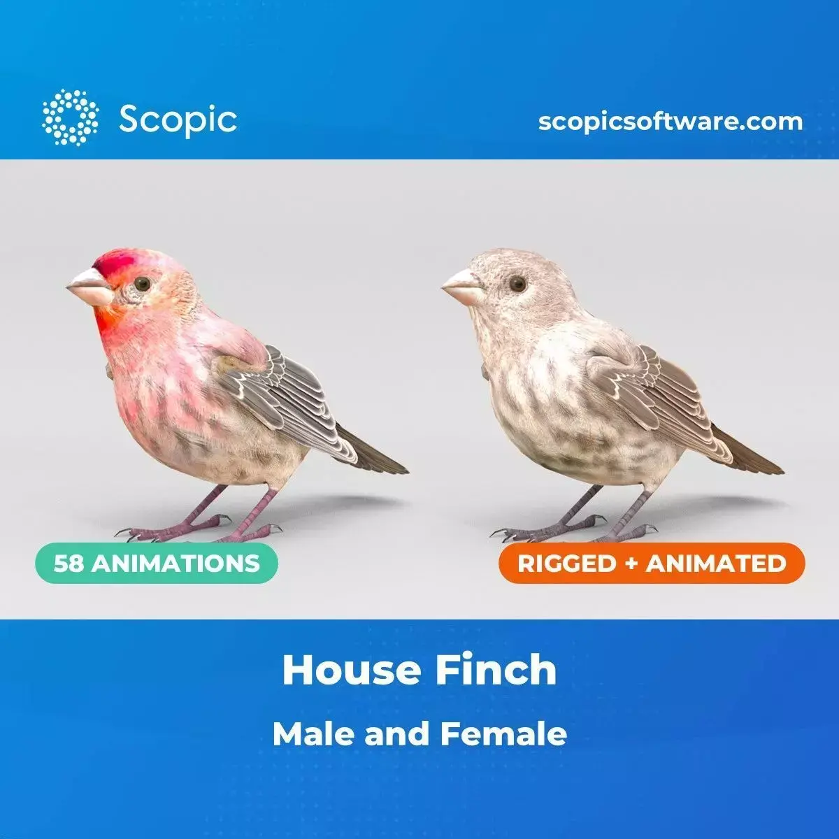 3D Bird Pack House Finch Male and Female Low-poly 3D model Low-poly 3D model