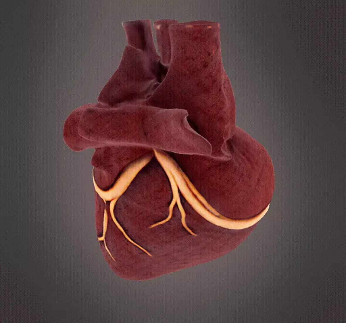 Human Heart model 3D print model