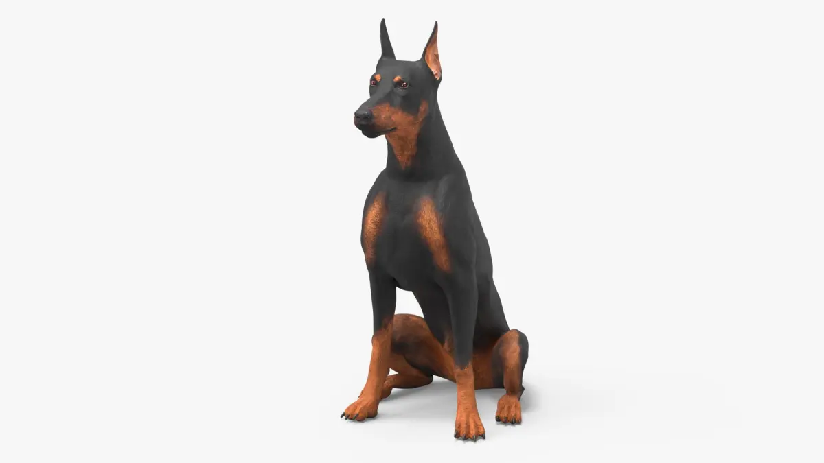 Doberman Pinscher Dog Sits 3D model