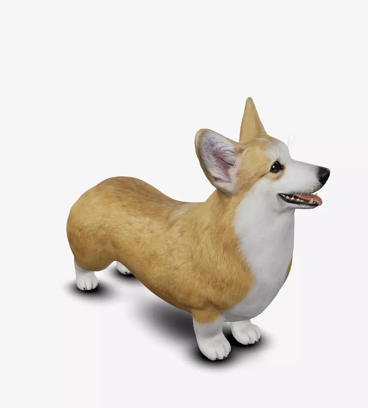Dog Welsh Corgi Low-poly 3D model