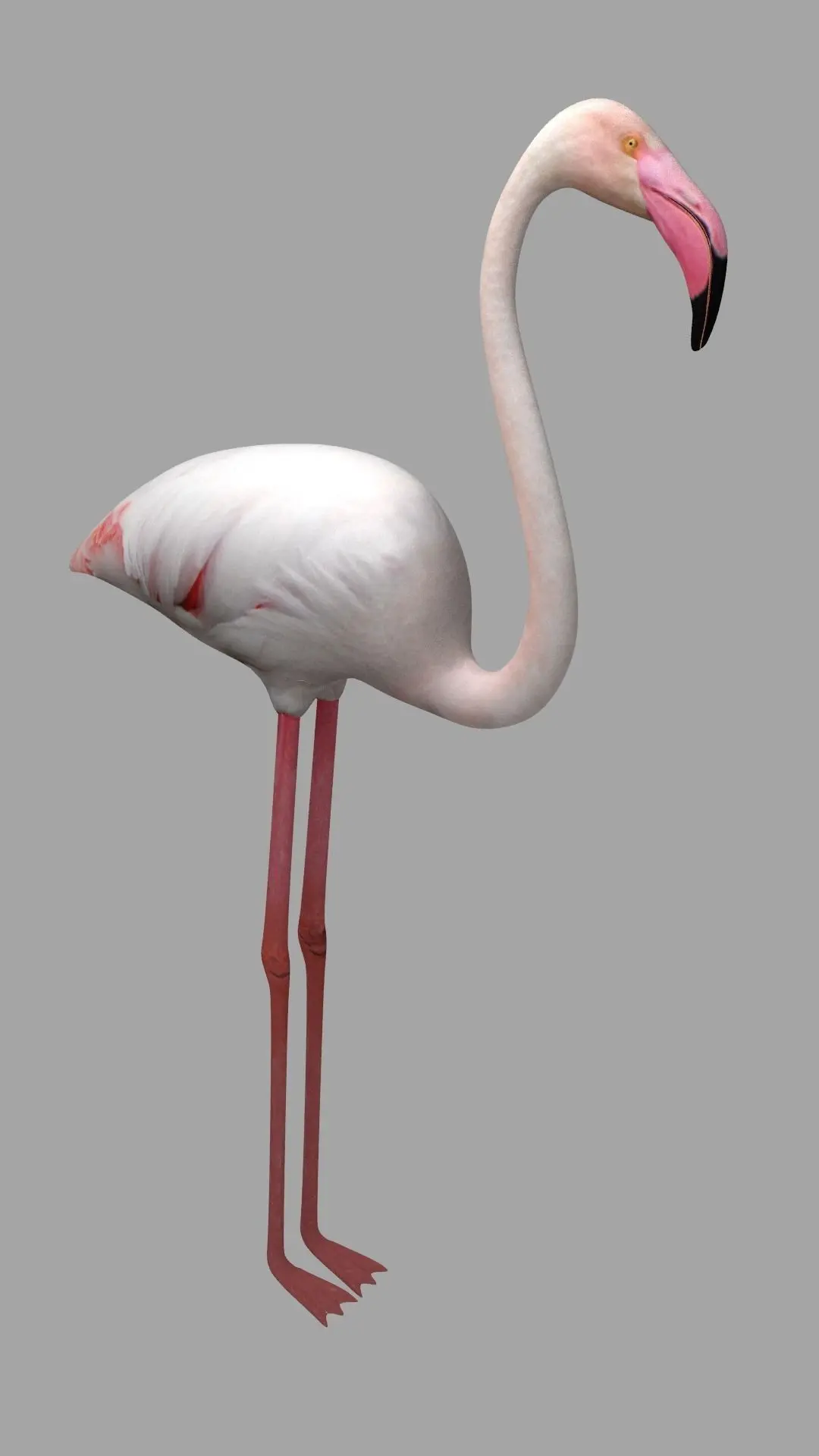 Flamingo Low-poly 3D model shop