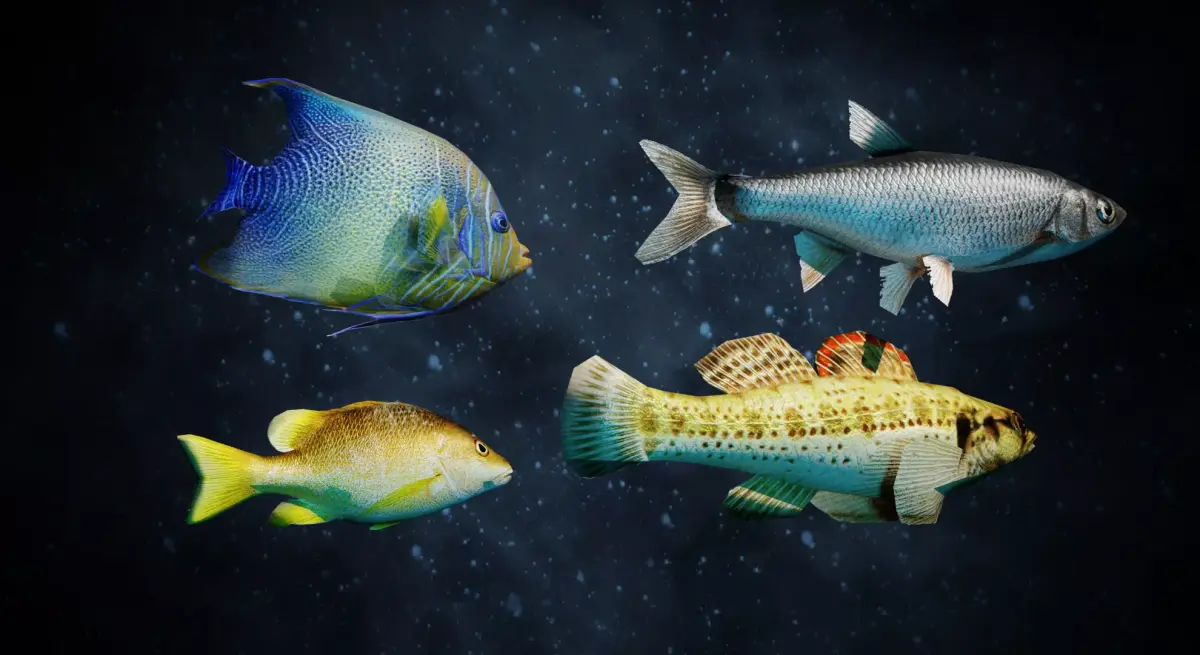 Fish collection low-poly fishes Low-poly 3D model
