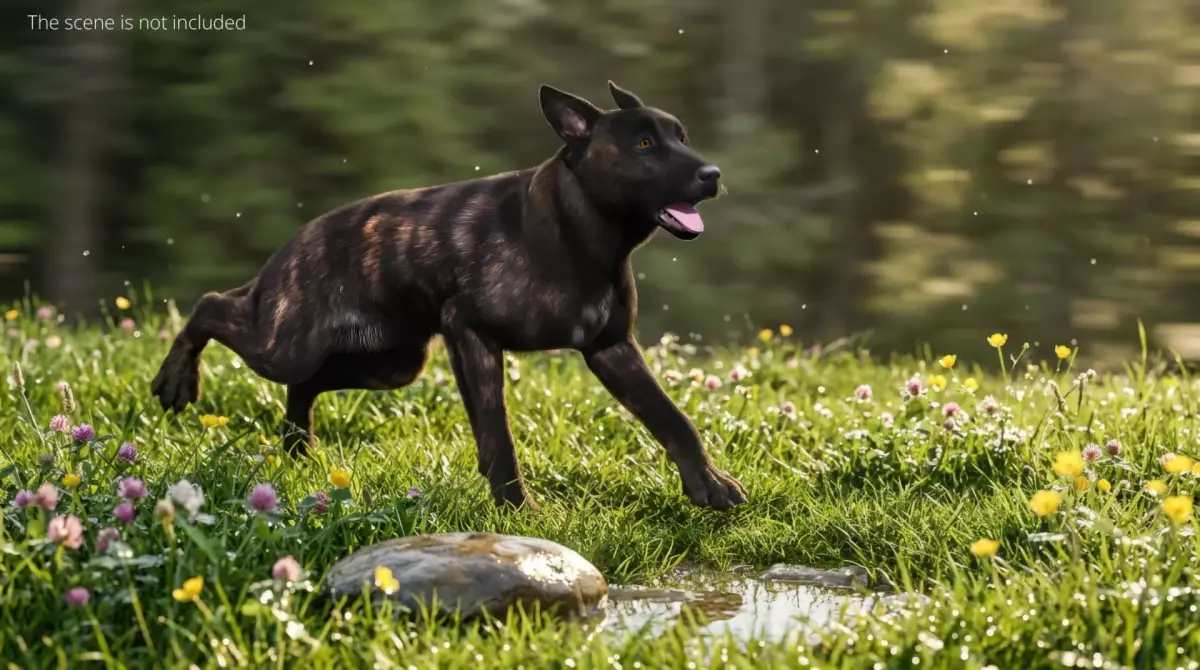 Dutch Shepherd Dog Running Fur Animated Rigged For Maya 3D model