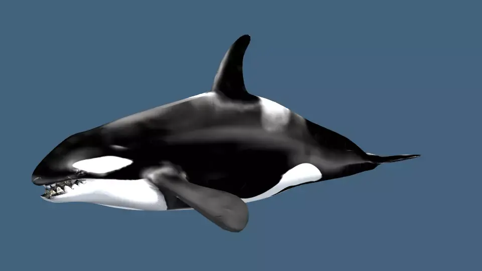 Orca 3d whale 3D model