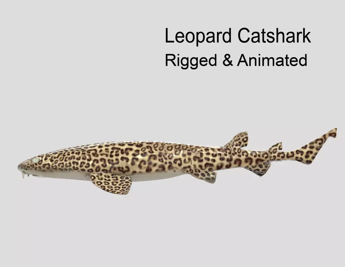 Leopard Catshark Realistic Animated Low-poly 3D model
