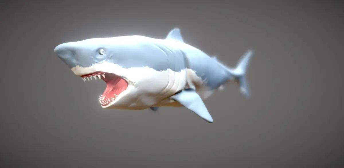 Shark 3D model 15