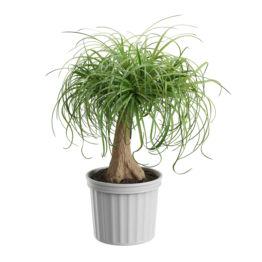  Ponytail Palm Plant Model  purchase