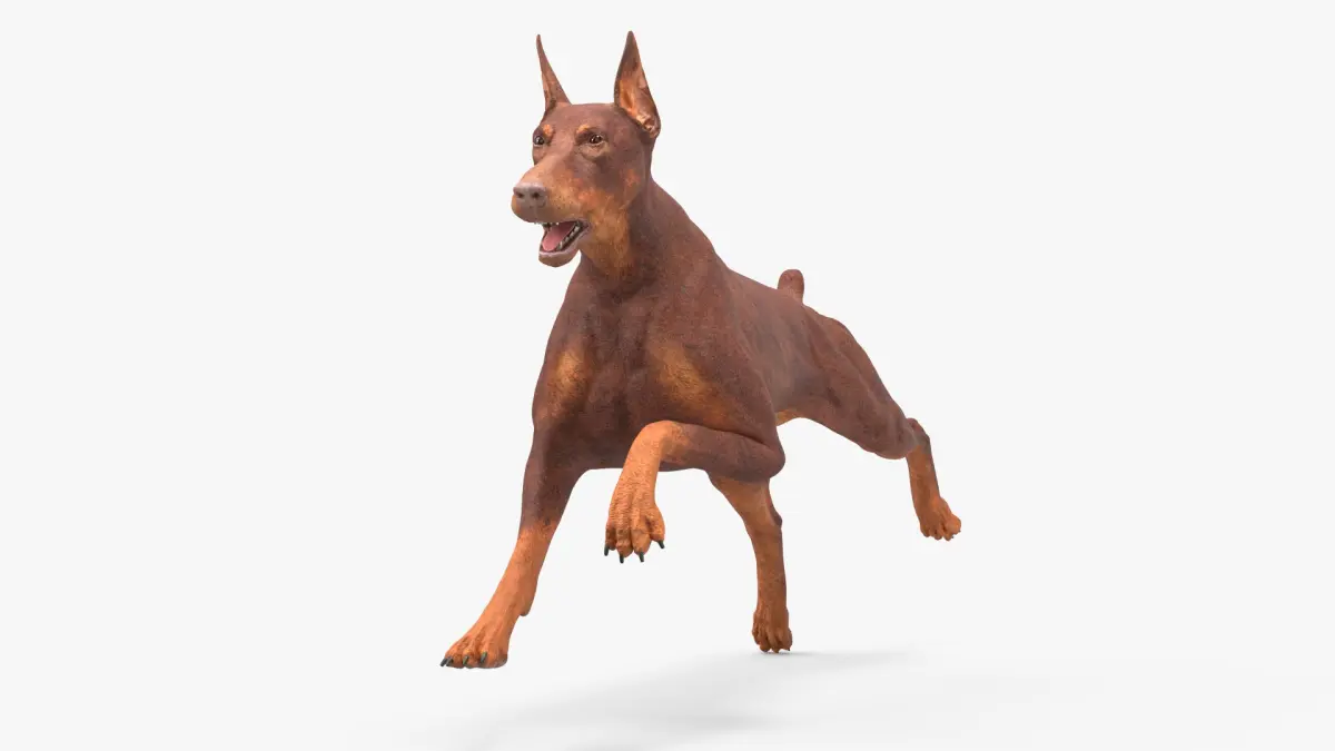 Doberman Dog Brown Running 3D model