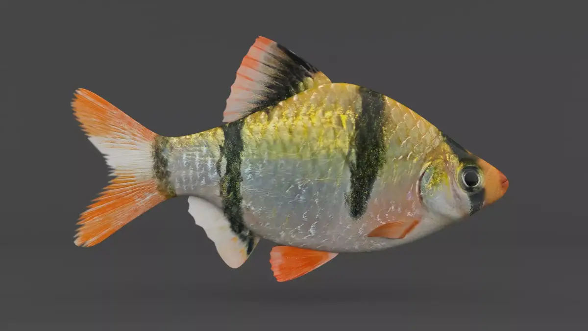 Tiger Barb Fish 3D model buy