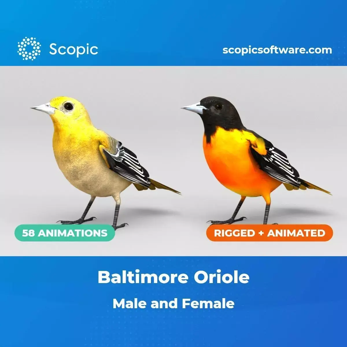 3D Bird Pack Baltimore Oriole Male and Female Low-poly 3D model