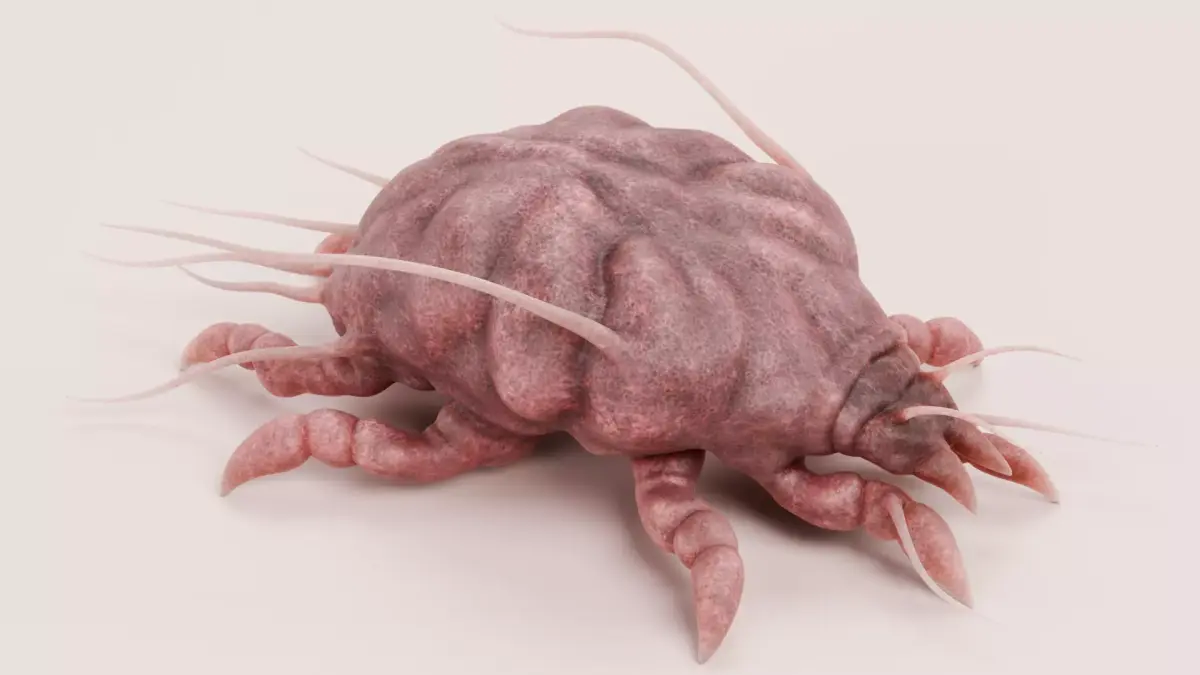 Scabies Mite Low-poly 3D model