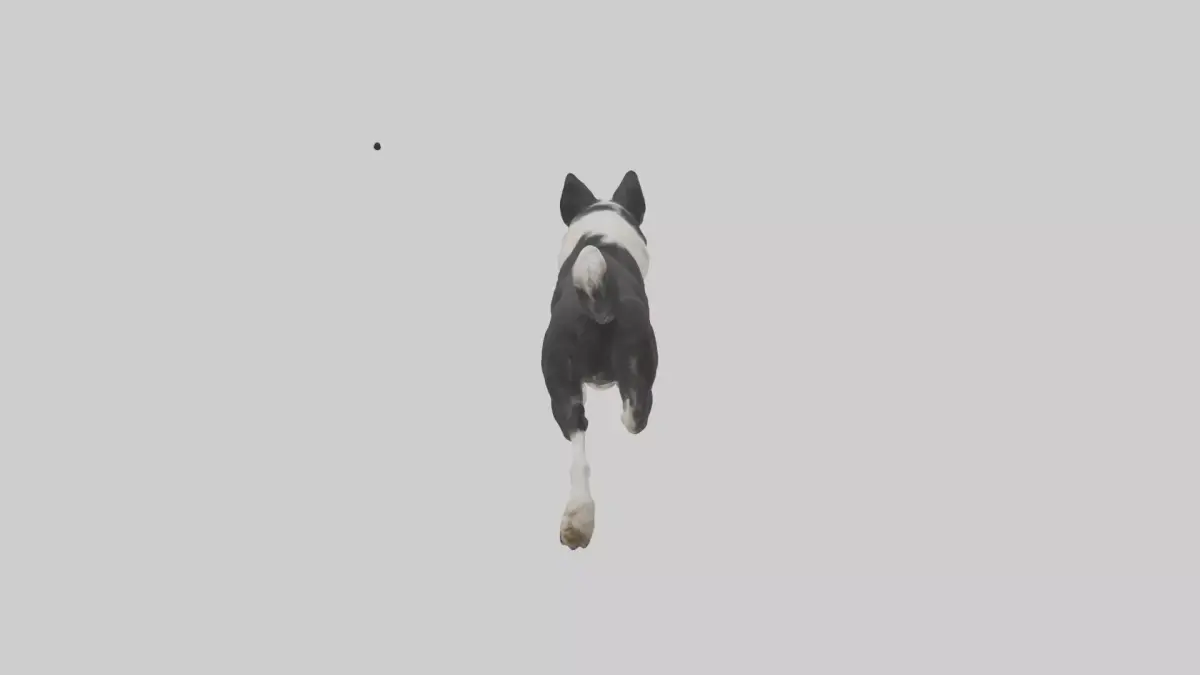 Border Collie running model 3D model