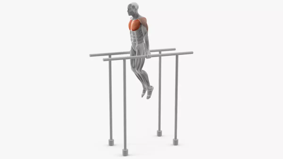 Male Muscular System Chest Dip Anatomy 3D model purchase