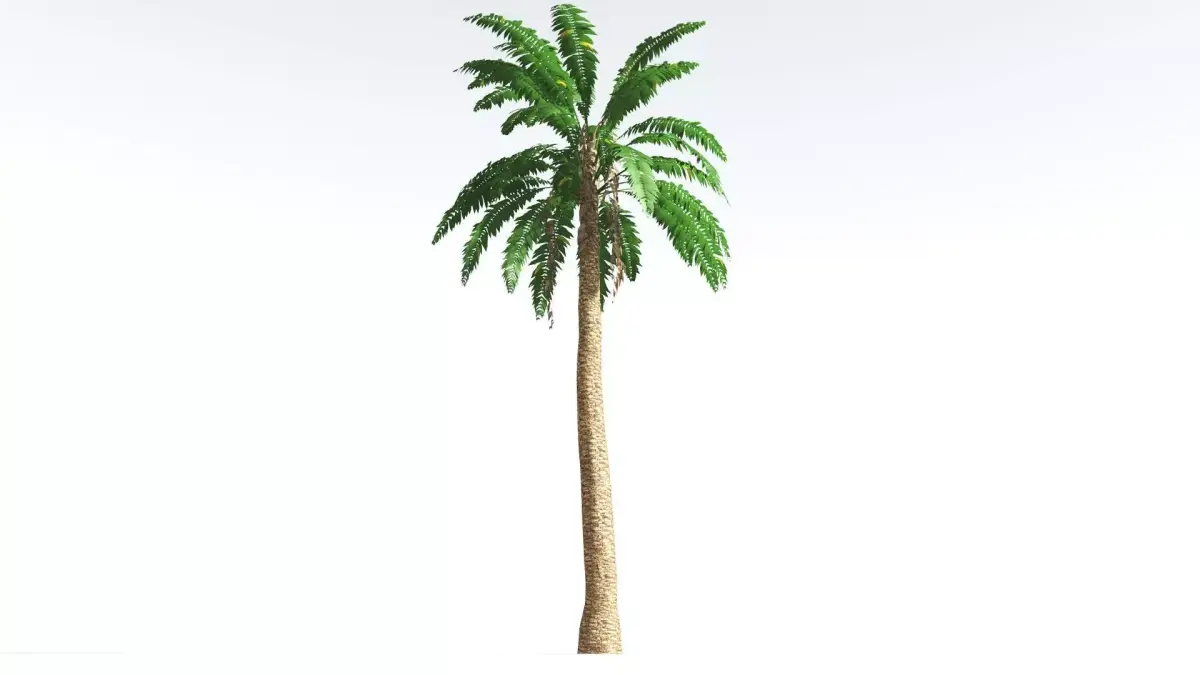 EVERYPlant African Oil Palm LowPoly 3 --16 Models-- Low-poly 3D model