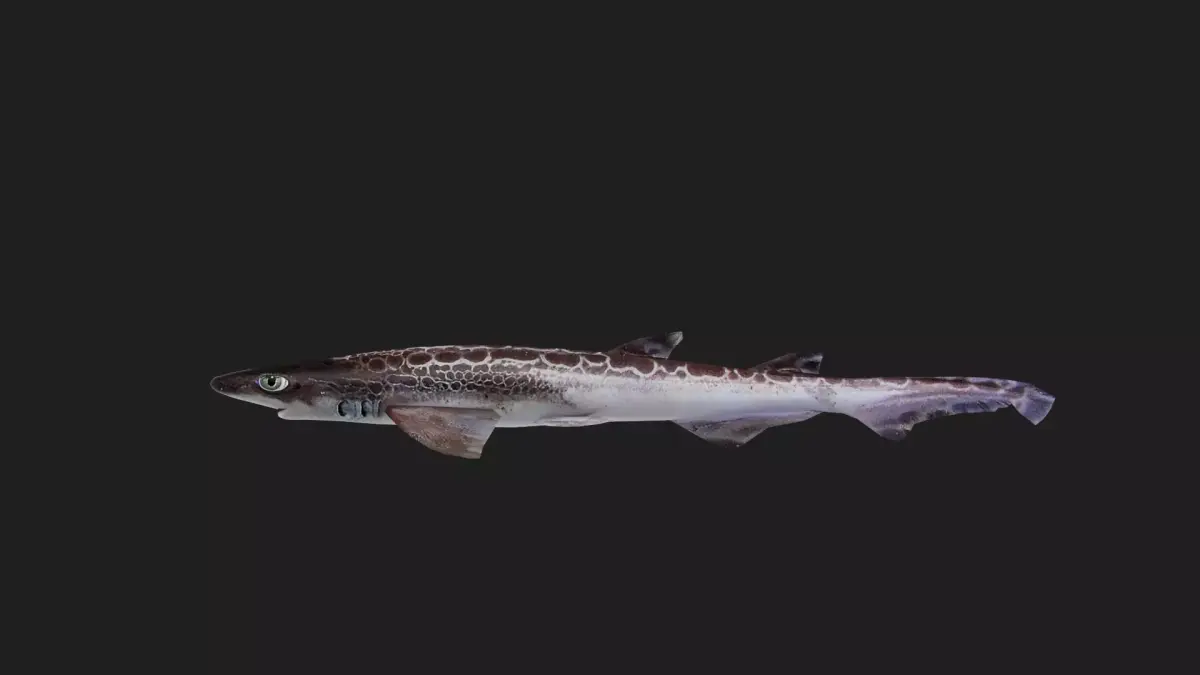 Shark Low-poly 3D model 8