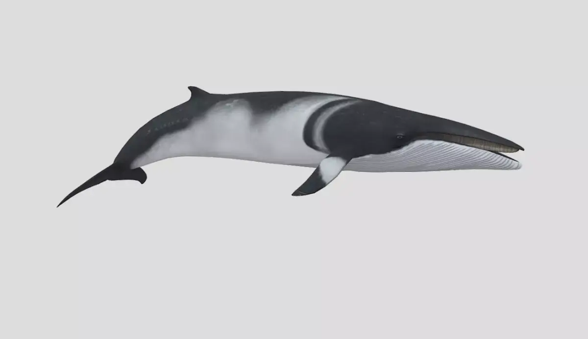 Minke Whale Low-poly 3D model