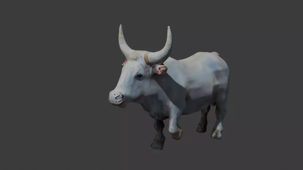 pakistani rajistan long horn white bull 3d model Free low-poly 3D model