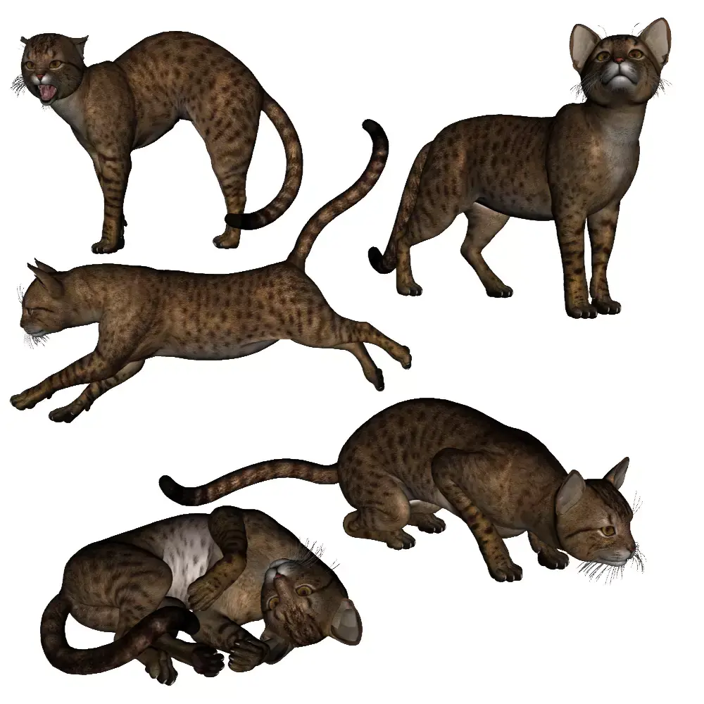 wendys savannah cat 3D model