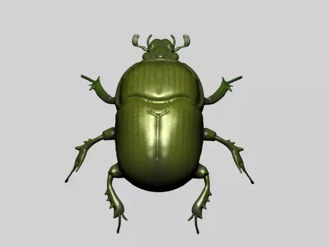 Beetle 3D model order