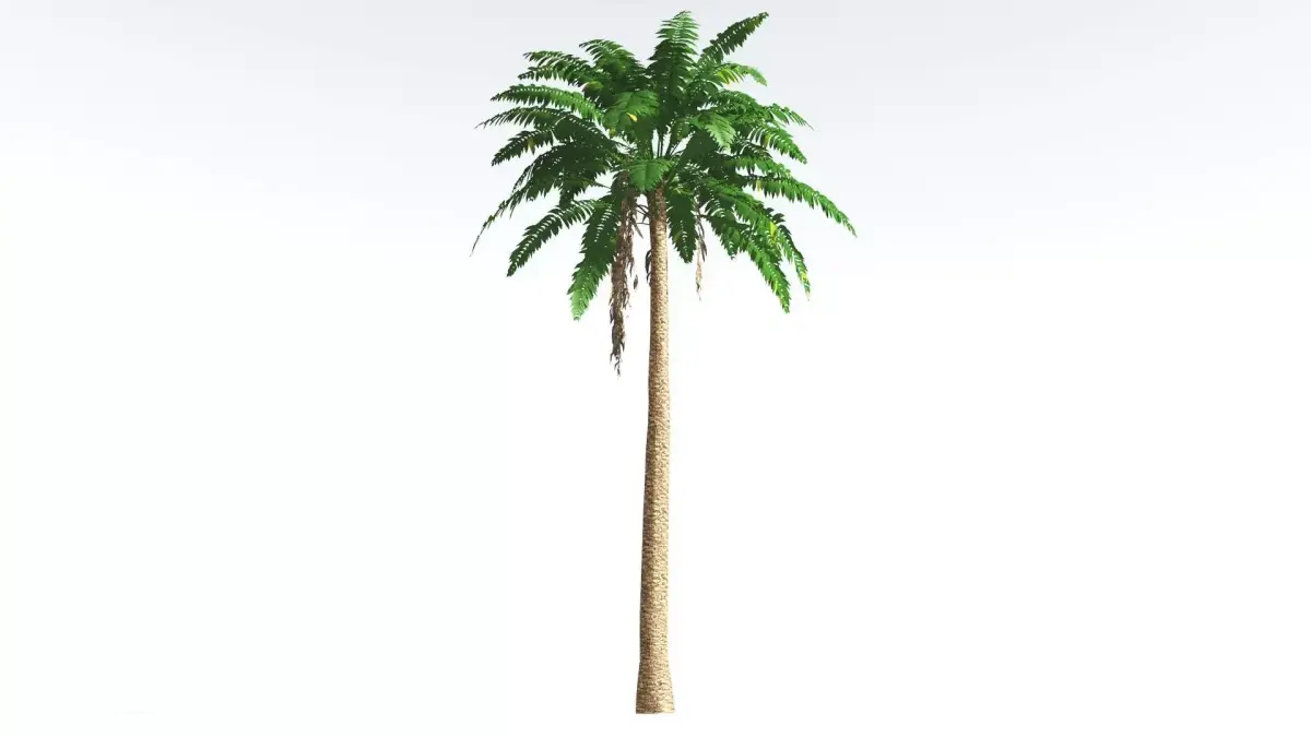 EVERYPlant African Oil Palm LowPoly 1 --16 Models-- Low-poly 3D model