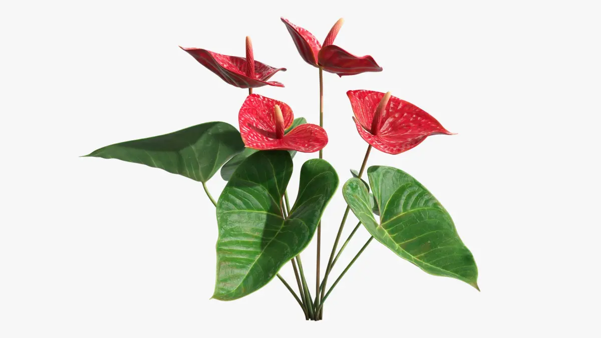 Anthurium Tropical Houseplant with Leaves Red 3D model
