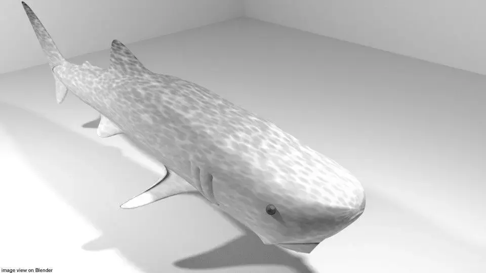 Shark - Whaleshark 3D model