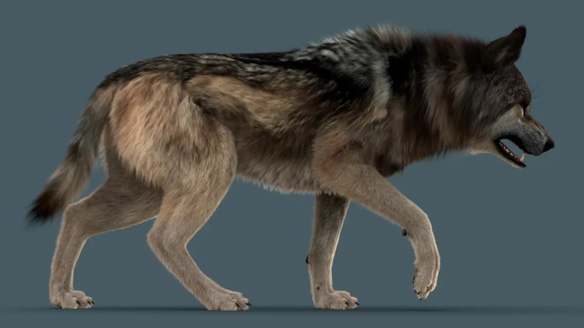 Wolf FUR 3D model