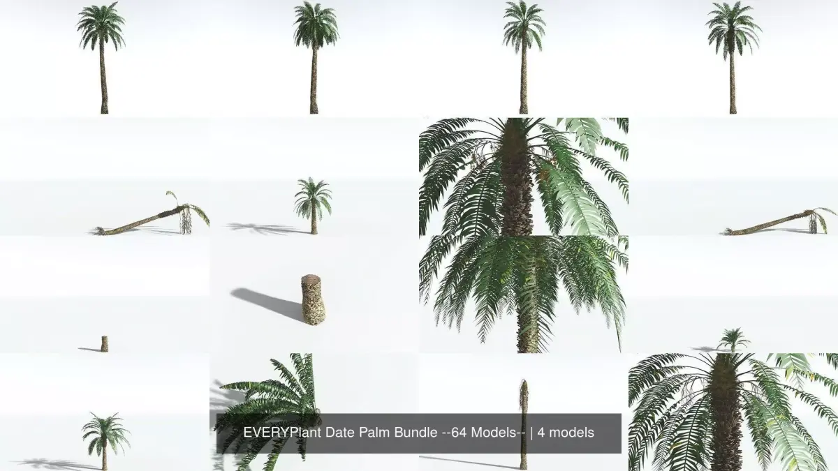 EVERYPlant Date Palm Bundle --64 Models-- 3D Model Collection