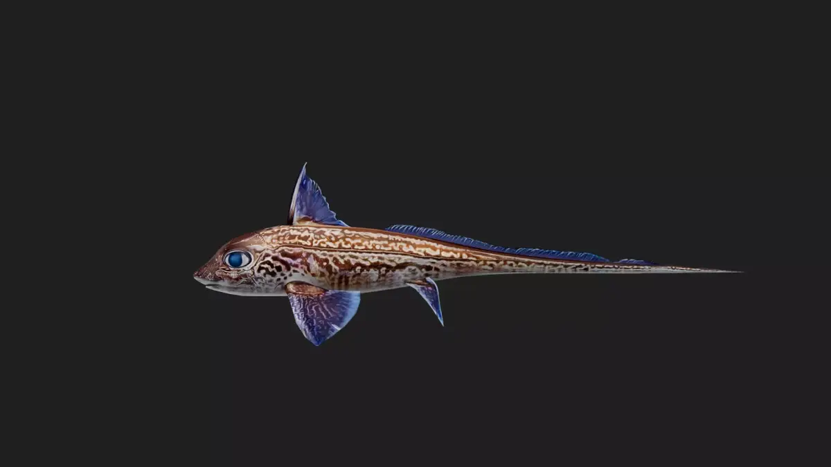 Rabbitfish Low-poly 3D model