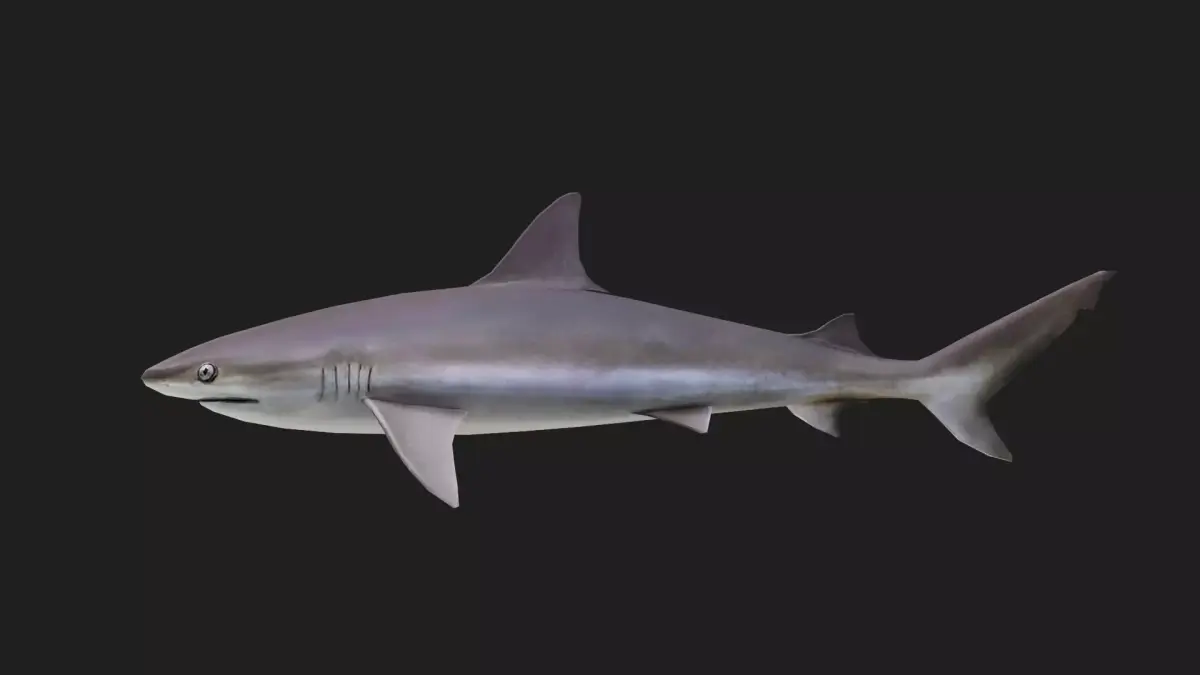 Blacknoseshark Low-poly 3D model