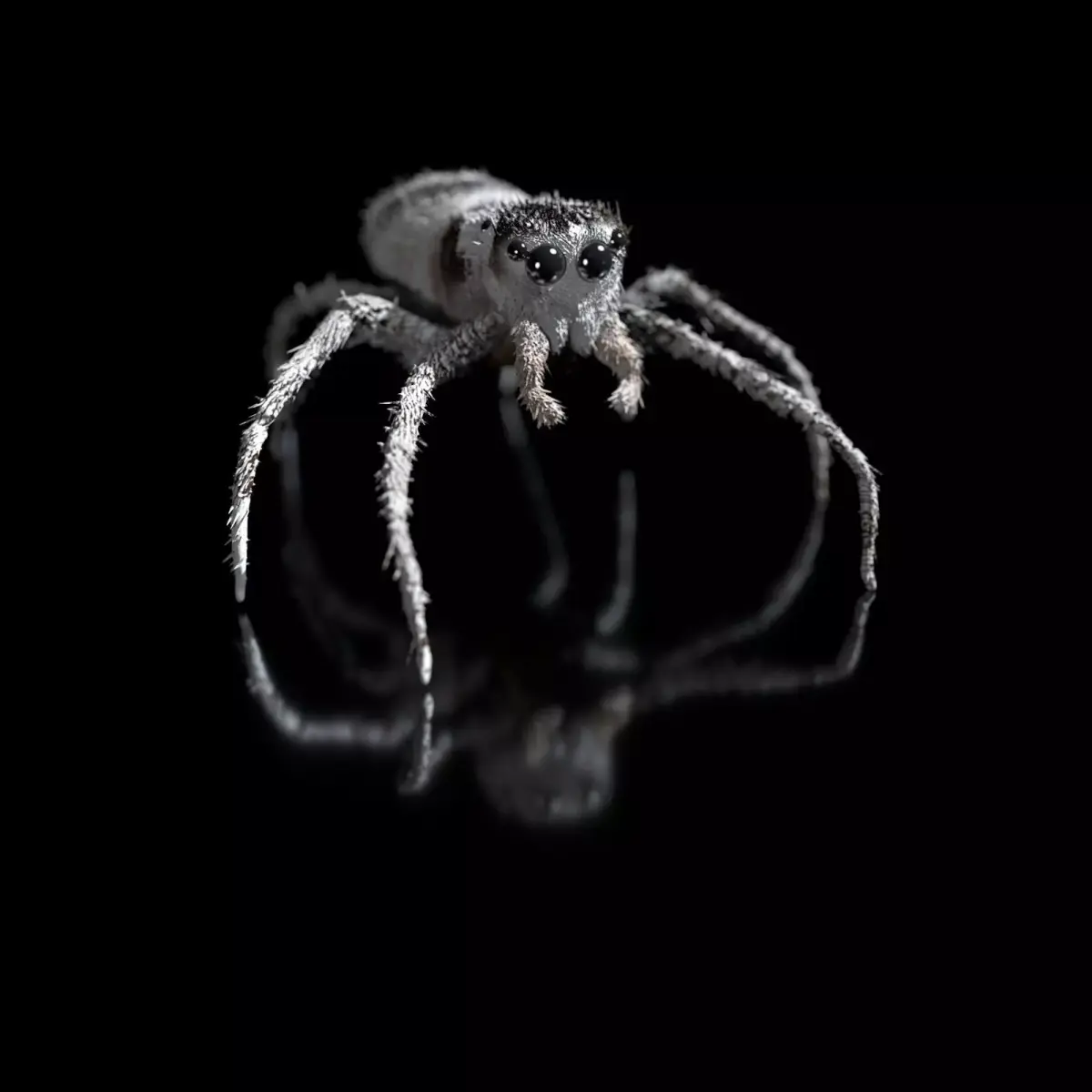 European Zebra jumping spider-Highpolygon 3D model fullsize  3D model