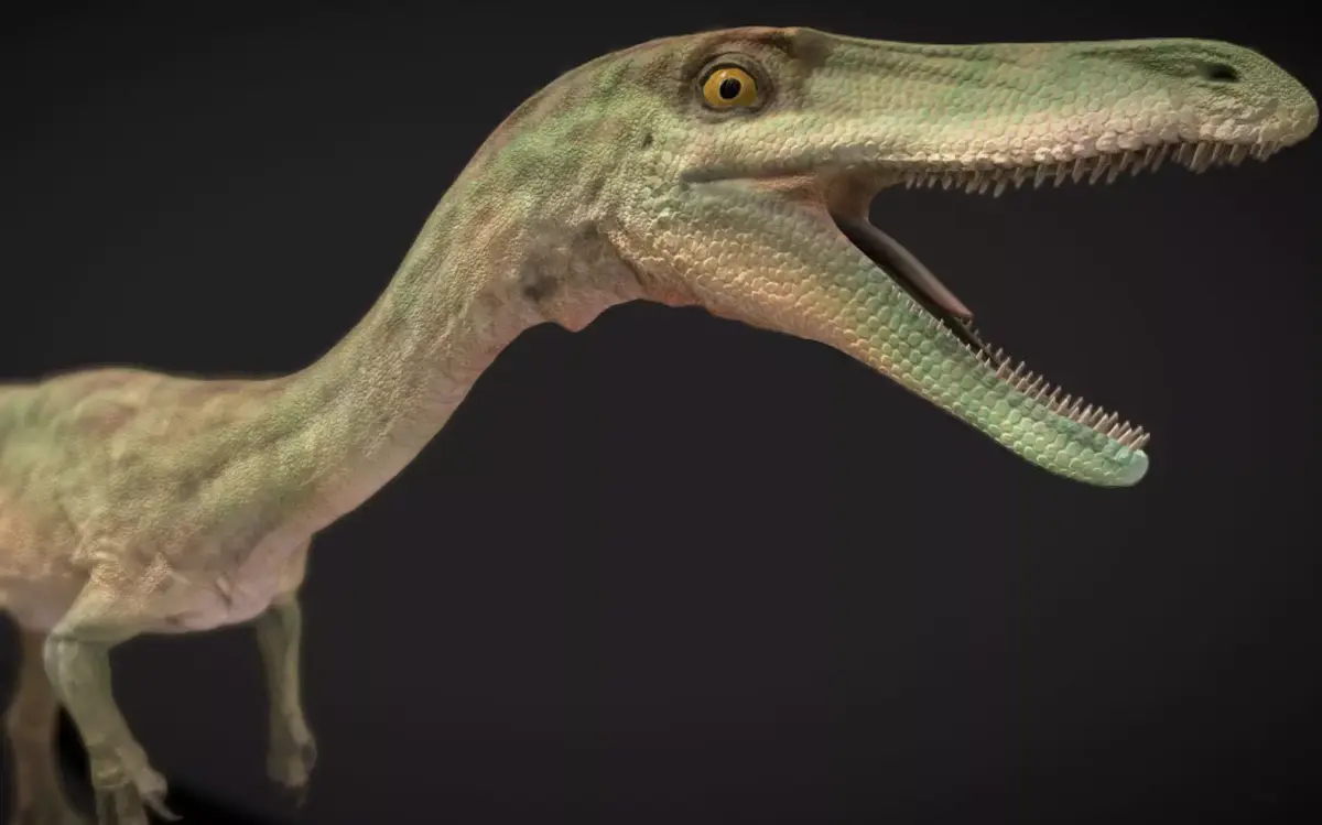 Coelophysis Low-poly 3D model purchase