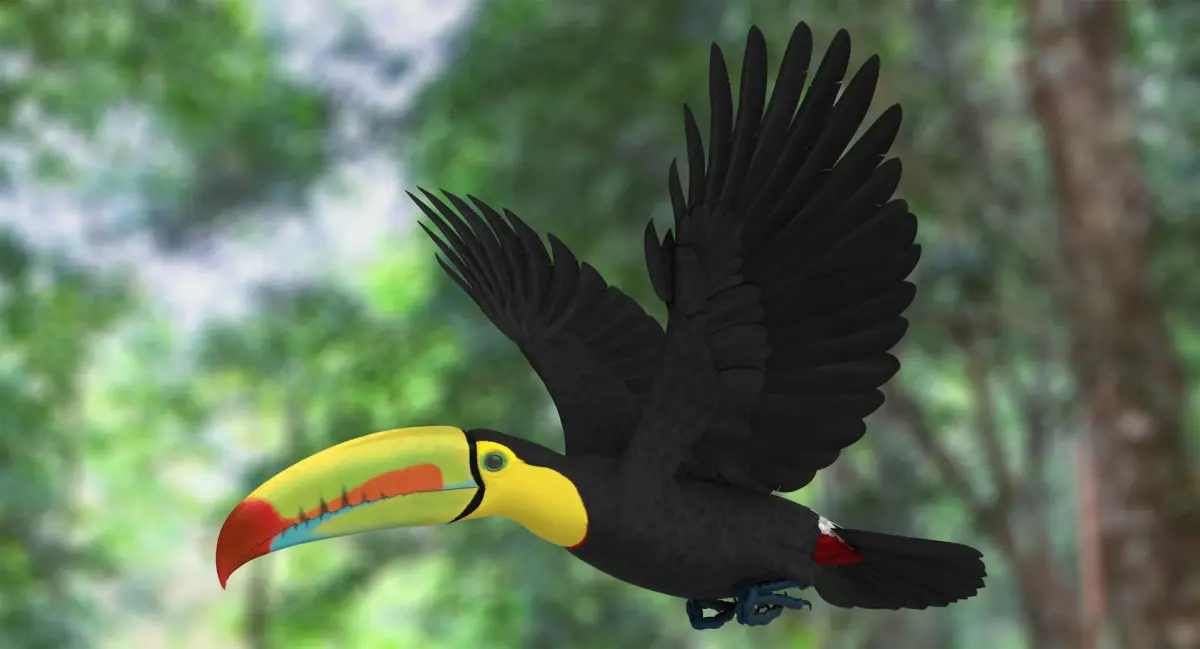 Keel-billed Toucan 3D model