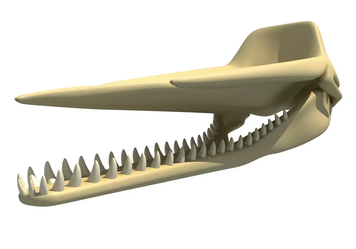Sperm Whale Skull 3D model