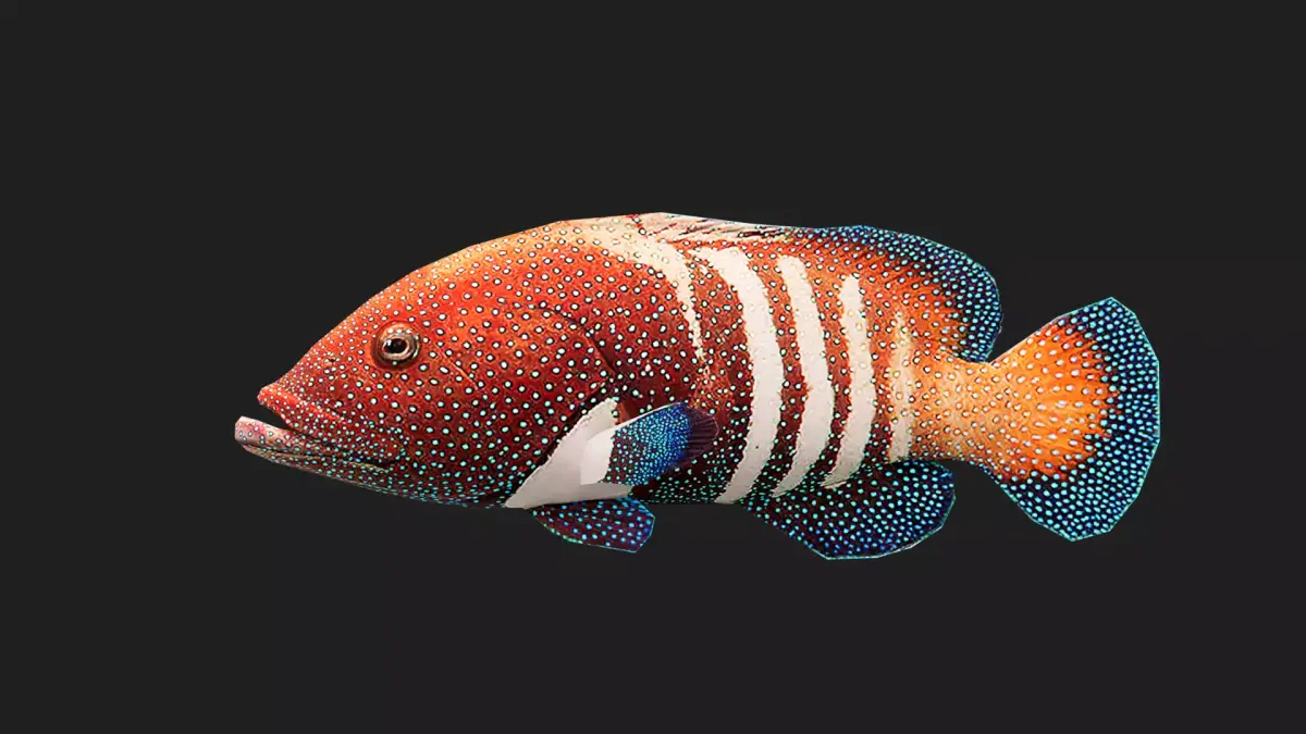 Fish Grouper Low-poly 3D model