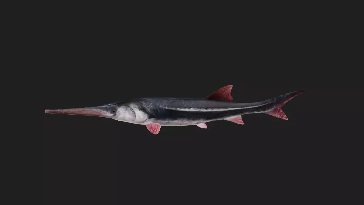 Sturgeon Low-poly 3D model buy