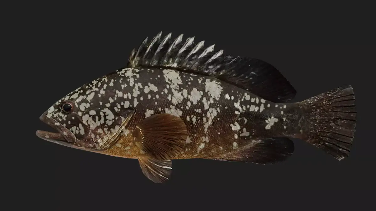 Grouper Low-poly 3D model 4