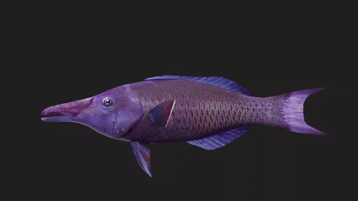 Wrasse Low-poly 3D model 12