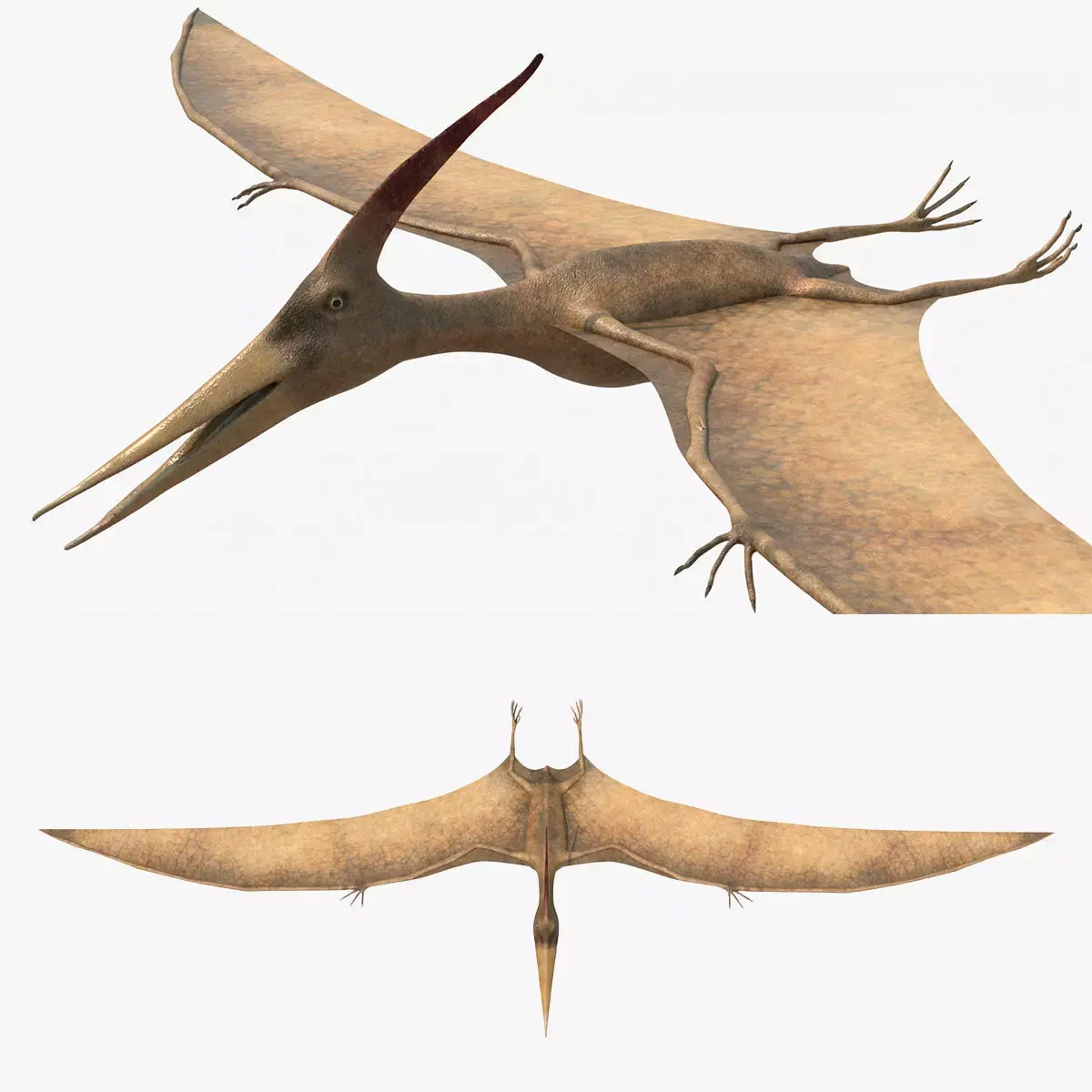 4K Realistic Pteranodon Low-poly 3D model