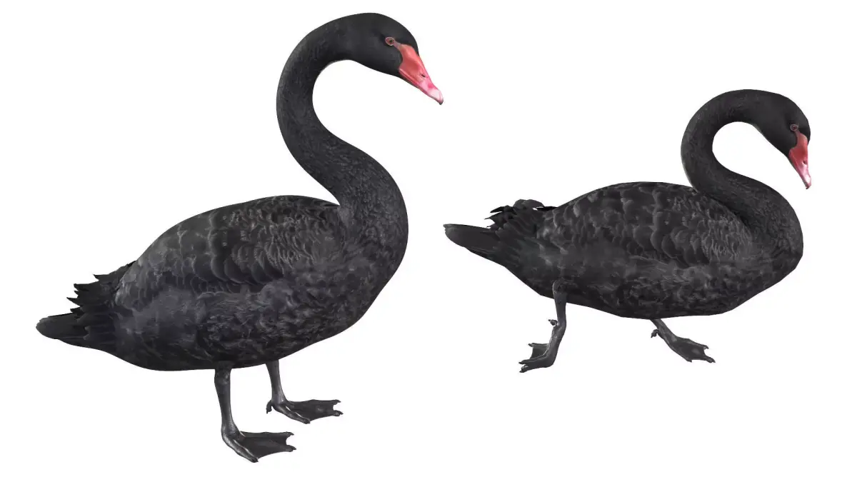 Black Swan 3D model