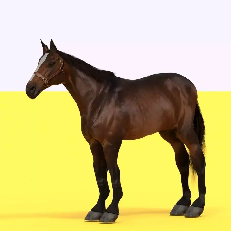 Horse 3D model 7