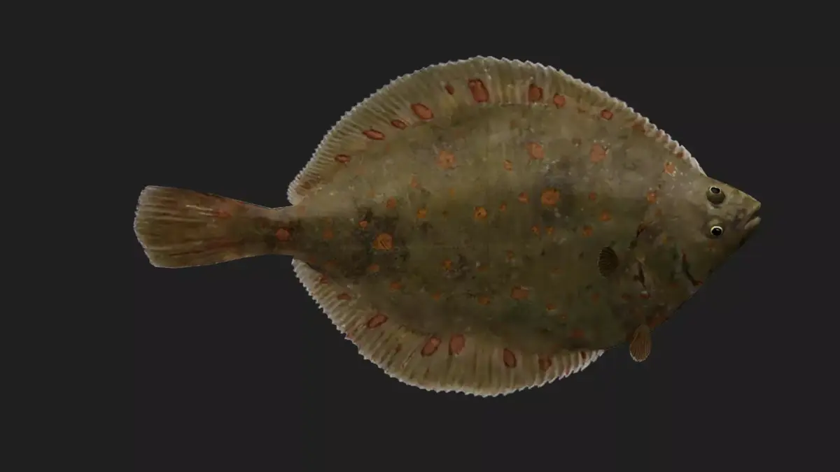 Plaice Low-poly 3D model